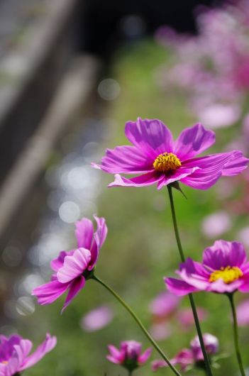 K_5_7418.JPG
