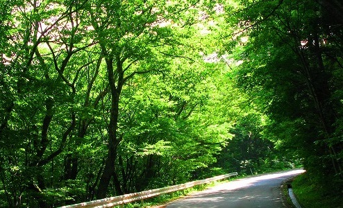 nature green.jpg