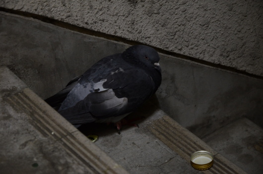 DSC_9151.JPG